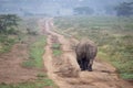 White Rhino walks away Royalty Free Stock Photo