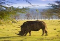 White Rhino in Lake Nakuru national park Royalty Free Stock Photo