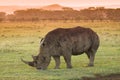 White Rhino in Lake Nakuru national park Royalty Free Stock Photo