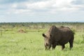 White rhino landscape Royalty Free Stock Photo