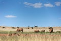 White Rhino Landscape Royalty Free Stock Photo