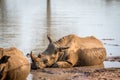 White rhino laying in the water Royalty Free Stock Photo