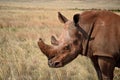 White rhino lives in Africa in long and short-grass savannahs. Royalty Free Stock Photo