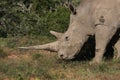 A white rhino in South Africa