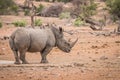 White rhino with lots of Red-billed oxpeckers on his back. Royalty Free Stock Photo