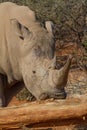 White Rhino, Madikwe Game Reserve