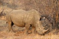 The white rhino male in Kruger National Park