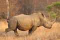 The white rhino male in Kruger National Park