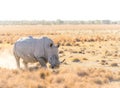 White Rhino Marking Territory Royalty Free Stock Photo