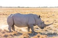 White Rhino Marking Territory Royalty Free Stock Photo