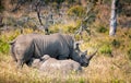 White rhino mother with calf feeding in the wild. South Africa Royalty Free Stock Photo