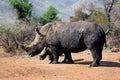 White Rhino mother and calf Royalty Free Stock Photo