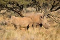 White rhino mother and calf Royalty Free Stock Photo