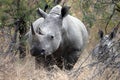 White Rhino mother and calf Royalty Free Stock Photo