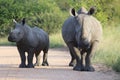 White rhino mother with calf Royalty Free Stock Photo