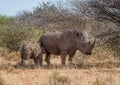 White Rhino Mother And Calf Royalty Free Stock Photo