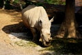 White Rhino nature photography