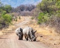 White Rhino Pair Royalty Free Stock Photo