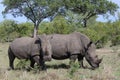 White Rhino pair Royalty Free Stock Photo