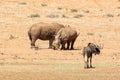 White Rhino Pair Royalty Free Stock Photo