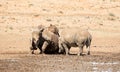 White Rhino Pair Royalty Free Stock Photo