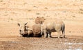 White Rhino Pair Royalty Free Stock Photo