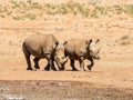 White Rhino Pair Royalty Free Stock Photo