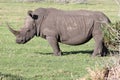 White Rhino Portrait Royalty Free Stock Photo