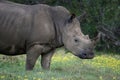 White Rhino Portrait Royalty Free Stock Photo