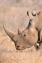 White Rhino profile Royalty Free Stock Photo