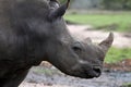 White Rhino Profile Royalty Free Stock Photo