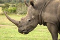 White Rhino Profile Royalty Free Stock Photo