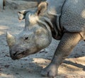 White rhino profile Royalty Free Stock Photo