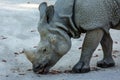 White rhino profile Royalty Free Stock Photo