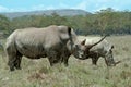 White Rhino with record horn and calf