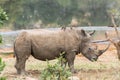 White rhino with red-billed oxpeckers on its back Royalty Free Stock Photo