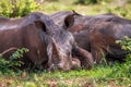 White rhino relaxing in the grass.