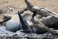 Rhino wallowing in mud