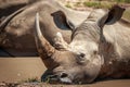 White rhino relaxing in the water.