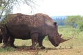 White Rhino profile Royalty Free Stock Photo