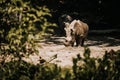 A white rhino / rhinoceros grazing. Zlin, Moravia, Czech Republic , Chateau Lesna in Zoo park Zlin. Full of atractive wild animals Royalty Free Stock Photo