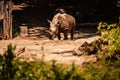 A white rhino / rhinoceros grazing. Zlin, Moravia, Czech Republic , Chateau Lesna in Zoo park Zlin. Full of atractive wild animals Royalty Free Stock Photo