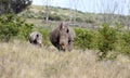 White rhino / rhinoceros mother and calf. Royalty Free Stock Photo