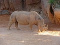 Rhino or rhinoceros in the dust and clay walks Royalty Free Stock Photo