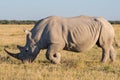 White Rhino rhinoceros standing and grazing at Khama Rhino Sanctuary, Botswana Royalty Free Stock Photo