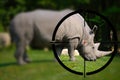 White Rhino in the Rifle Sight Royalty Free Stock Photo