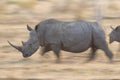 White Rhino running, South Africa Royalty Free Stock Photo