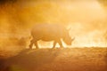 White rhino in safari park Royalty Free Stock Photo