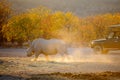 White rhino in safari park Royalty Free Stock Photo