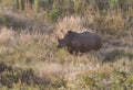 White Rhino in Savanna/Bush Landscape Royalty Free Stock Photo